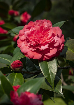 红色山茶花