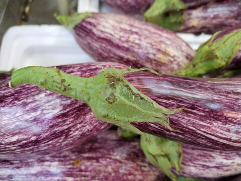 花茄子