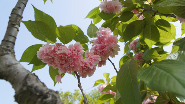 日本樱花