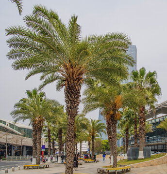 厦门港路边的棕榈树与酒店
