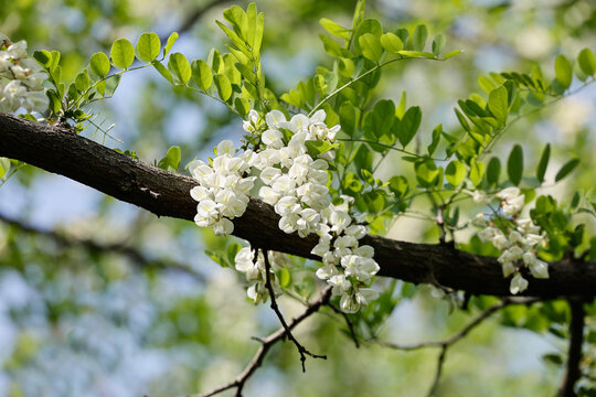 洋槐花