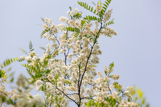 洋槐花