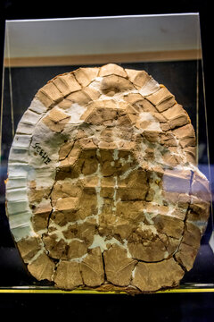 新石器时代晚期龟壳
