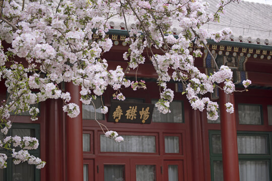 近300年的西府海棠花盛开