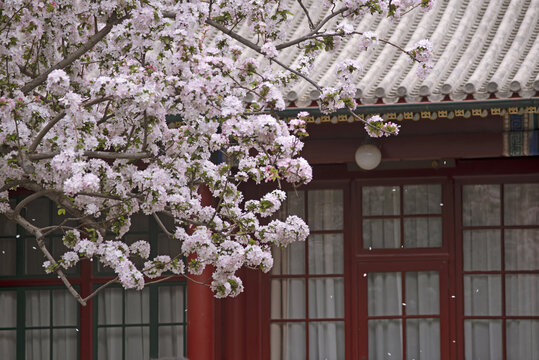 近300年的西府海棠花盛开