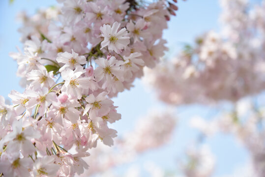 盛开的垂枝樱花