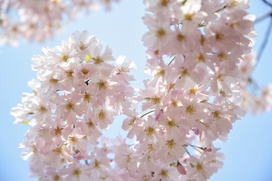 盛开的垂枝樱花