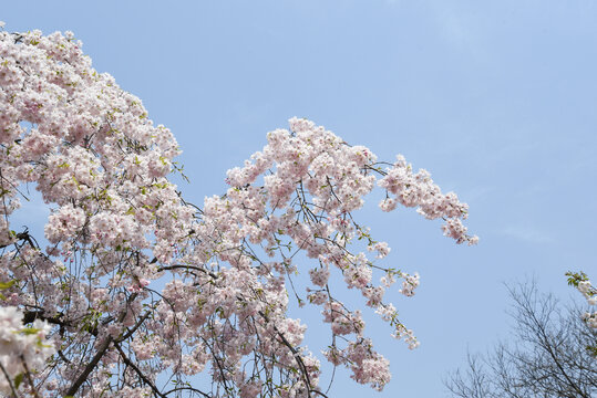 樱花盛开