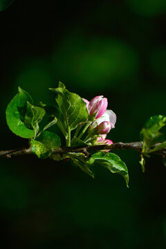 苹果花