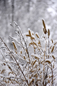 枯草白雪