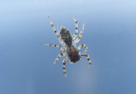 窗户上爬着的小蜘蛛