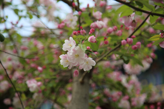 春天里绽放的海棠花