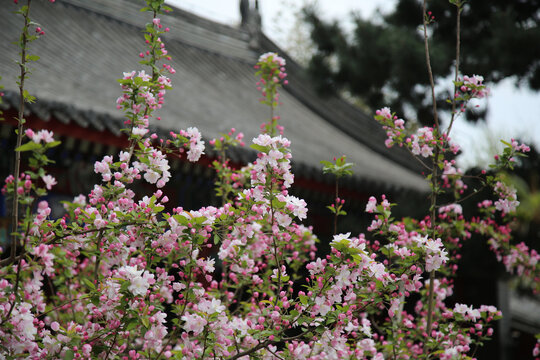 春天里绽放的海棠花