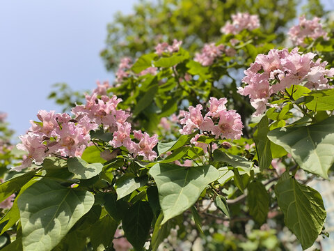 楸树开花