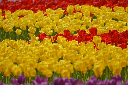 郁金香花海