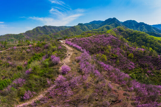 春天满山遍野紫荆花