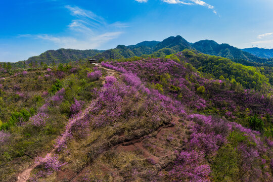 兰溪梅溪转轮岩景区紫荆花风光