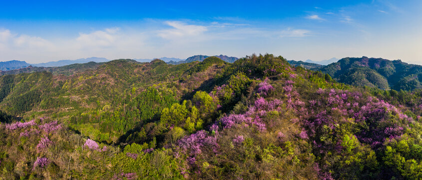 春天满山遍野紫荆花野山花