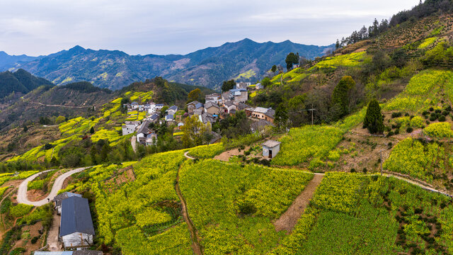 歙县岔口山村油菜花风光