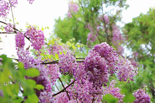 紫藤花开