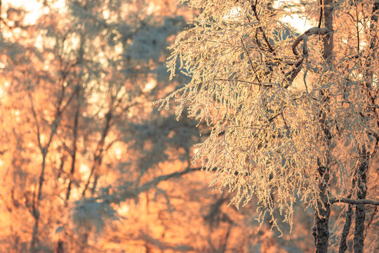 冬天清晨树林雾凇