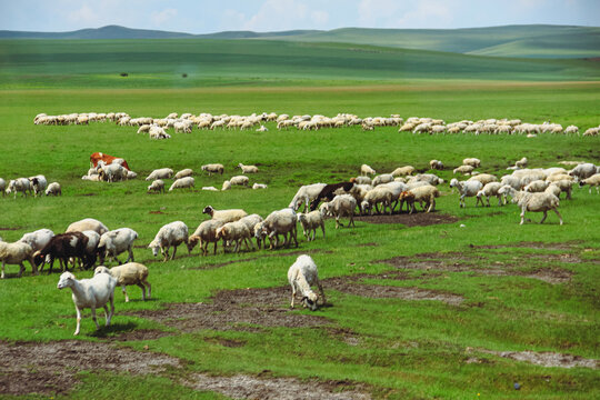 草原牧场夏天羊群