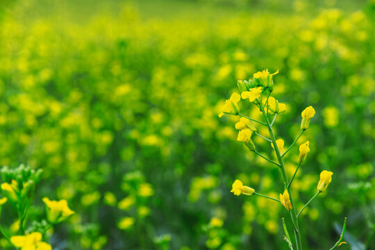 油菜花