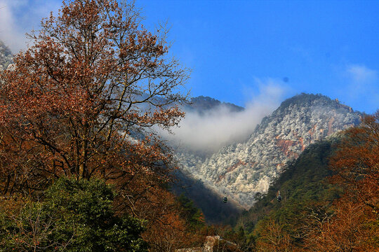 黄山雪松