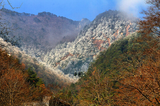 黄山雾松胜景