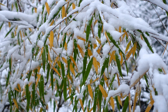 雪竹