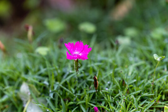 小草小花