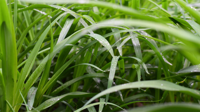 绿色草植物