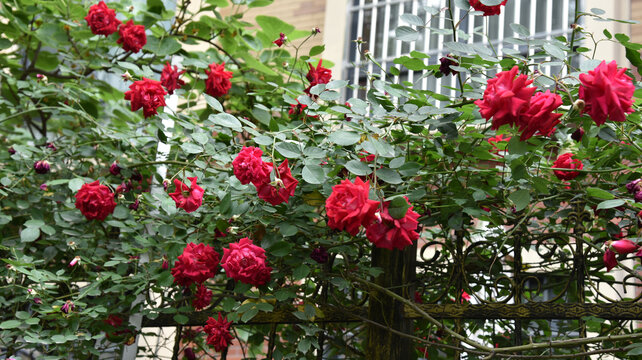 红色蔷薇月季