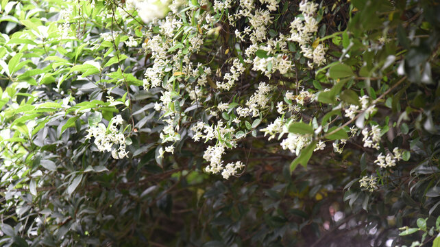白色花卉灌木