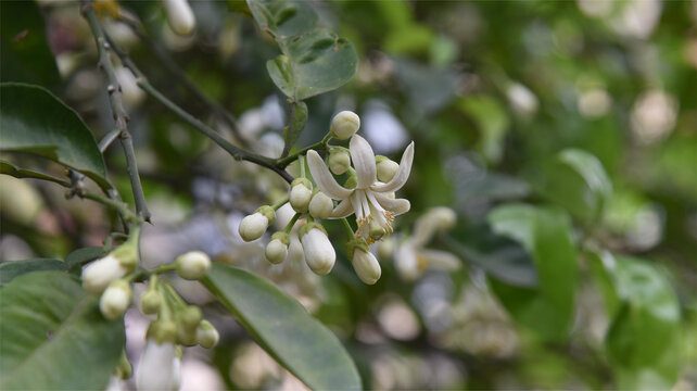 柚子树白色花