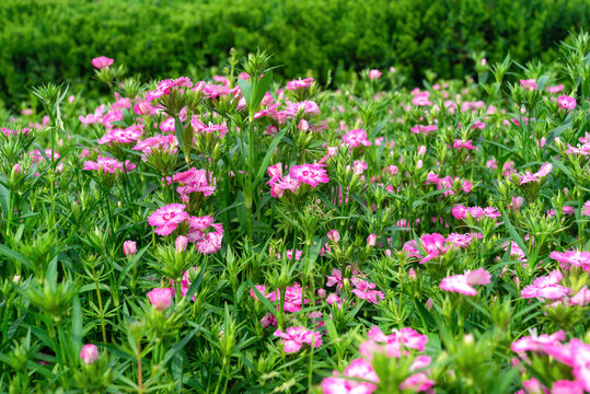 洛阳花花丛