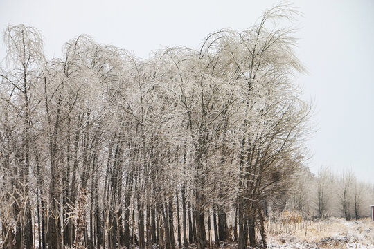 冰雪的树木