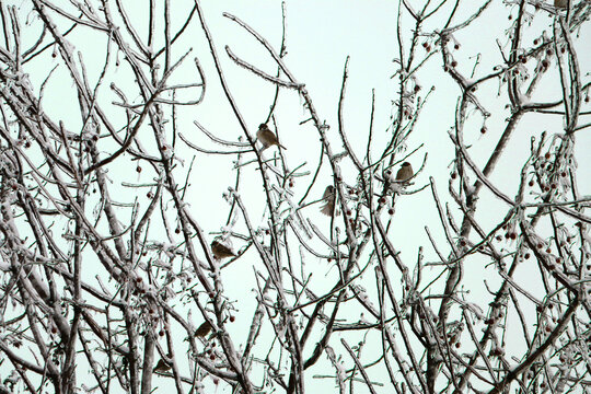 冰雪树上的鸟