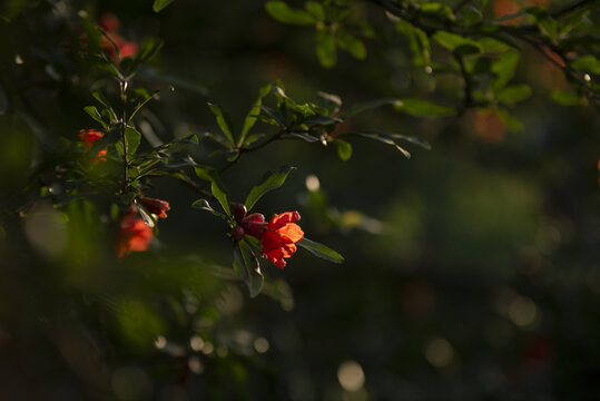 石榴花