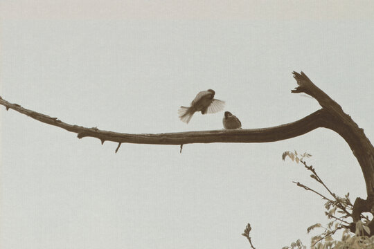 树枝上的飞鸟麻雀