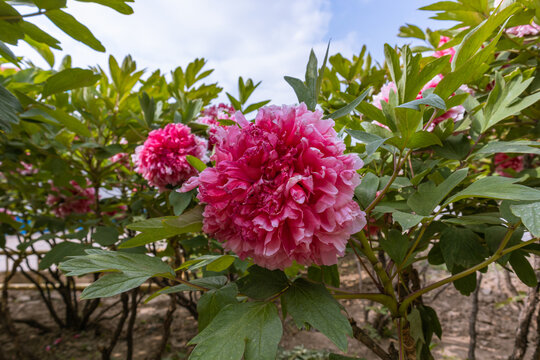 花中之王牡丹花盛开雍容华贵