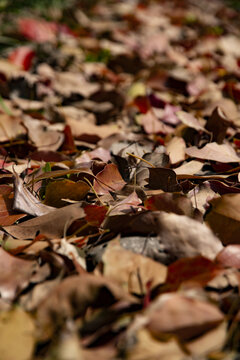 秋天白桦林落叶遍地