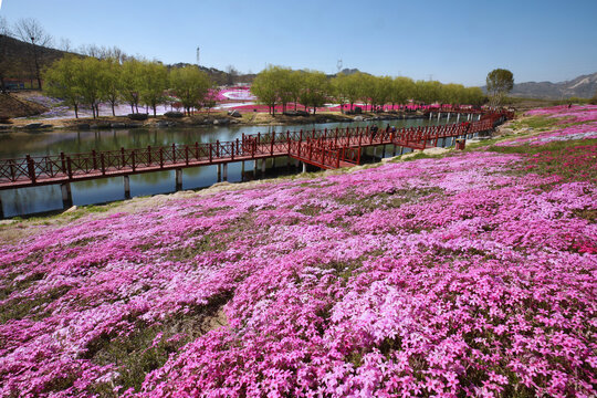 芝樱花海