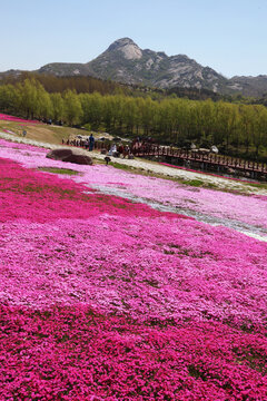 芝樱花