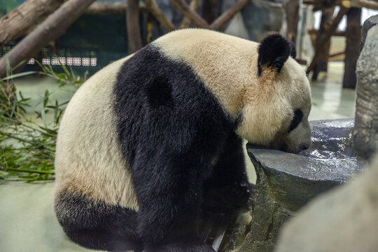 正在喝水的大熊猫