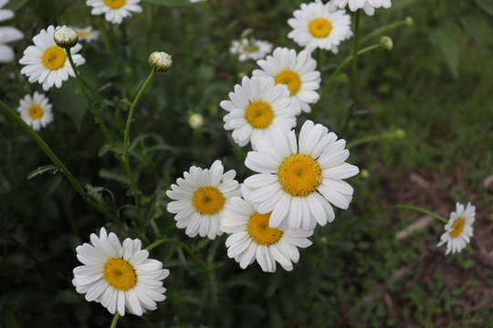 雏菊