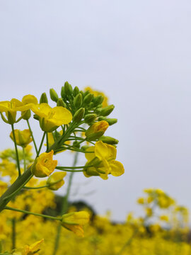 油菜花