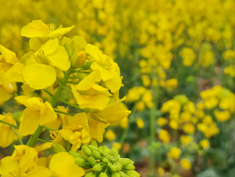 油菜花