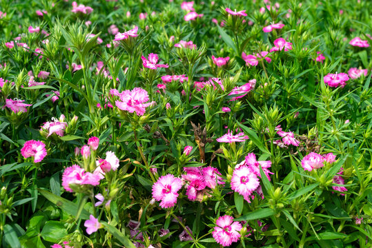 紫色洛阳花