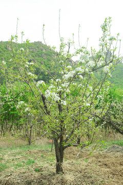 果园嫁接后盛开白色梨花树